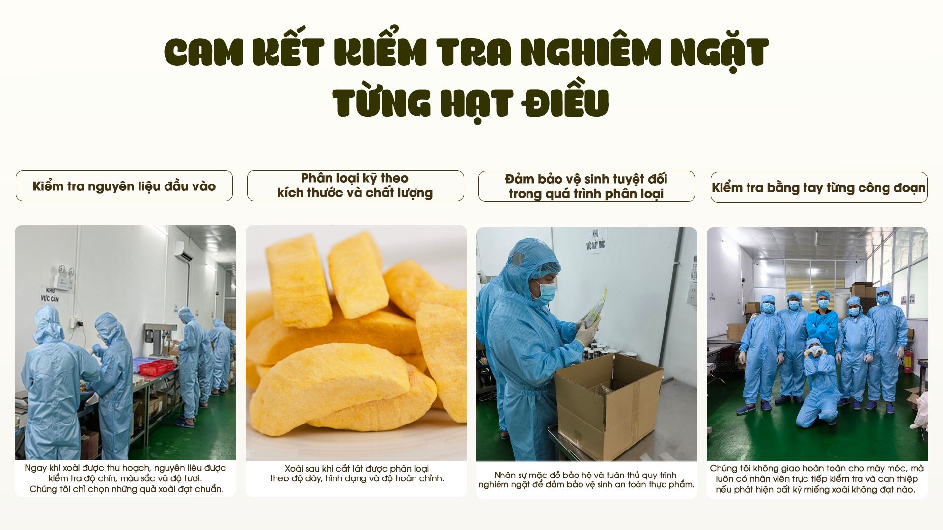 phân loại hạt điều web phân loại hạt điều web